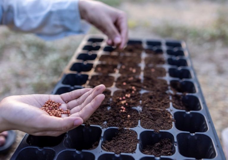 From Seeds and Soils, EY2 of BINUS SCHOOL Simprug Cultivate Skills and Nature Connection
